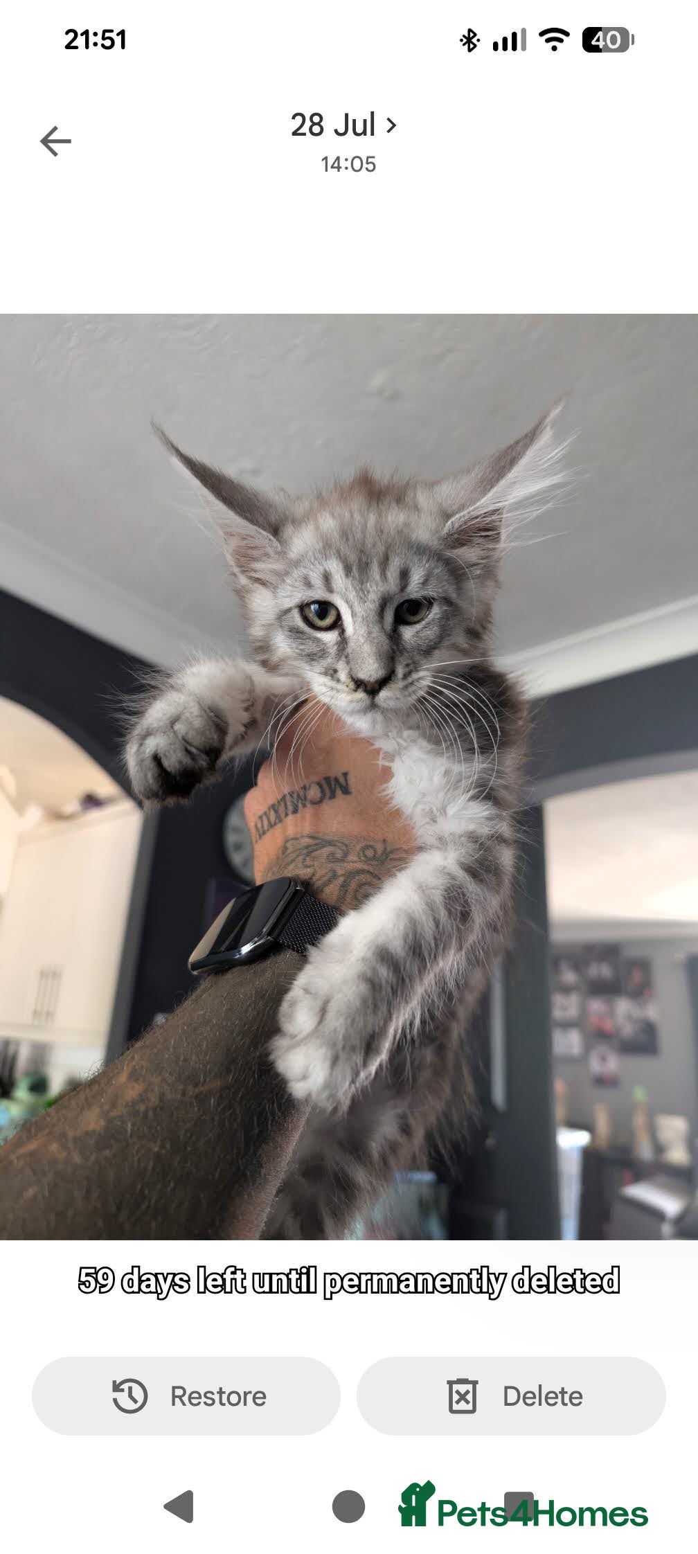 Maine Coon cats Beautiful Pedigree Kittens 😻 - Advert 2