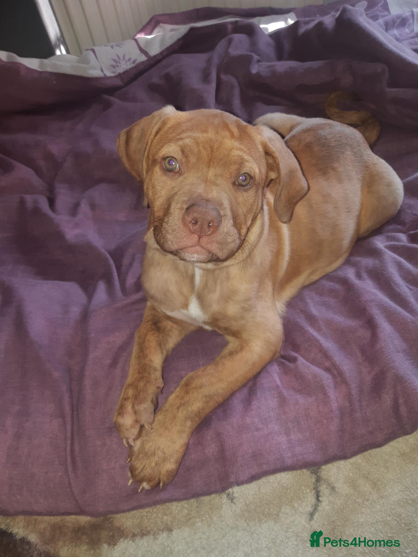 Mixed Breed dogs Ruby is wery lov puppy - Advert 1