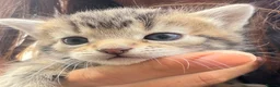 Mixed Breed cats for sale: Tabby kittens for Sale  in Aylesbury - Advert 3