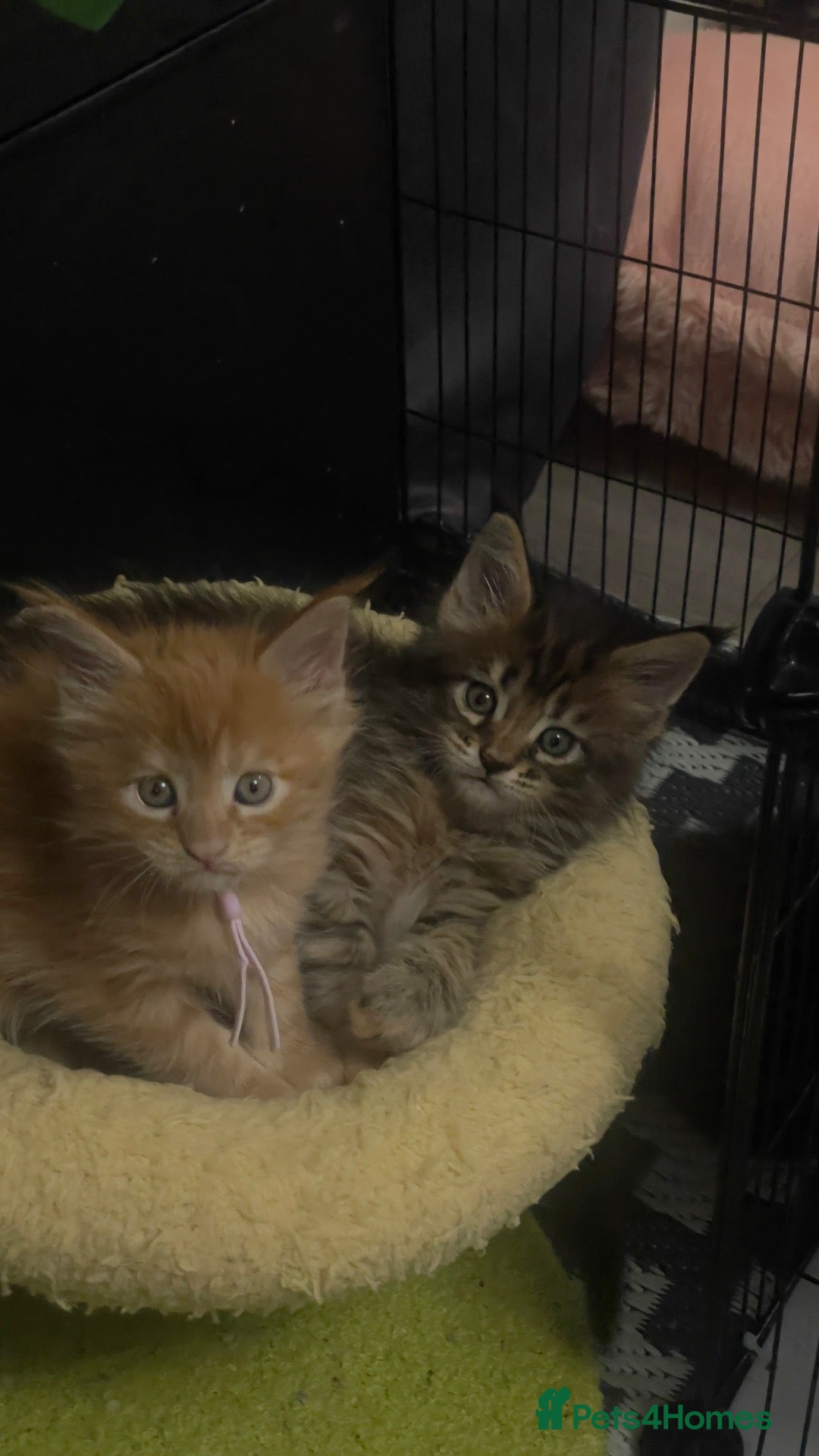 Maine Coon cats Four Little Hearts Looking for Their Forever Homes - Advert 2