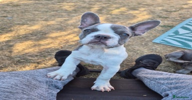 French Bulldog dogs - Advert 10