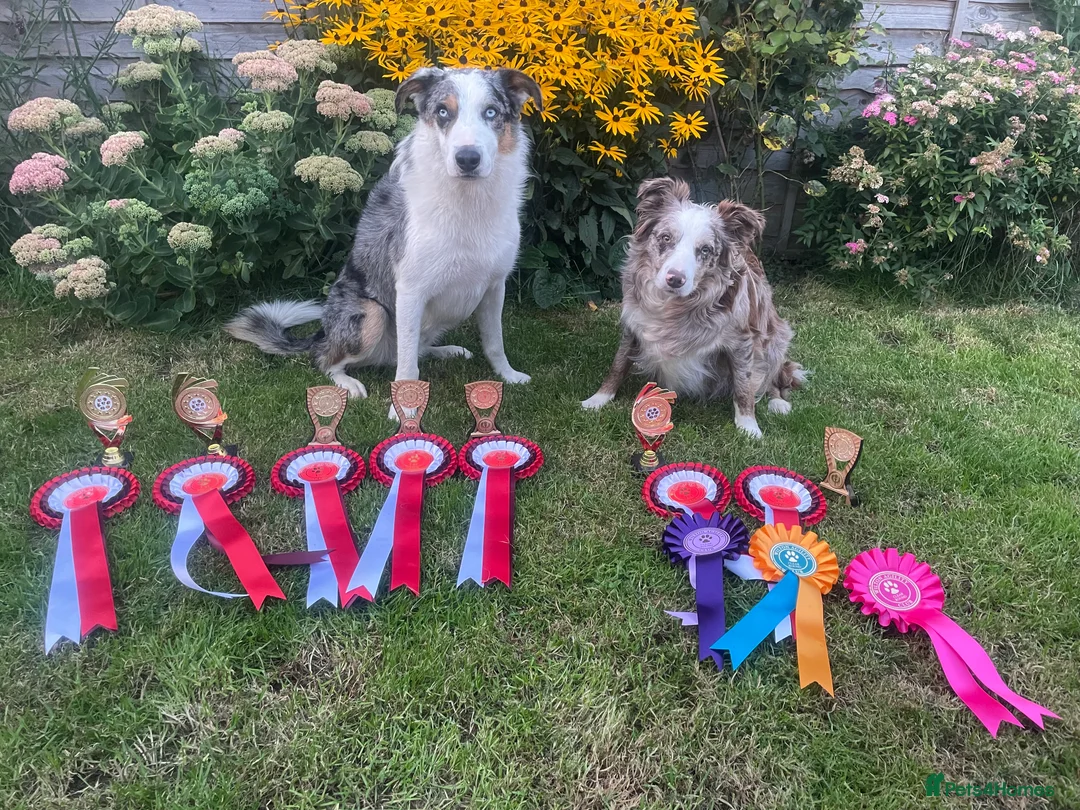 Border Collie dogs for stud: (provide) tr blue Merle border collie  in Otley - Advert 6