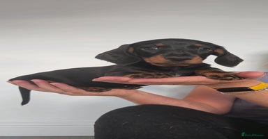 Miniature Dachshund dogs - Advert 11
