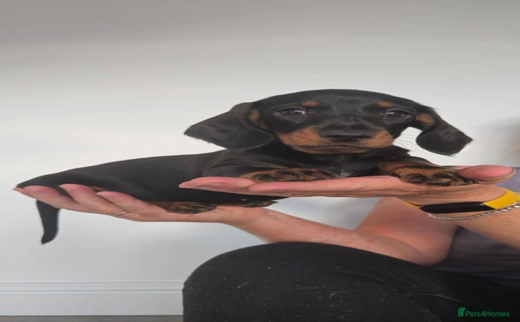 Miniature Dachshund dogs - Advert 3