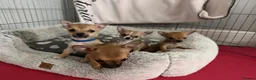 Pomchi dogs for sale: Pomchi  in London - Advert 8
