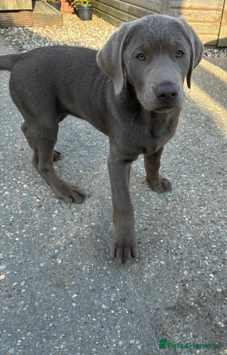 Labrador Retriever dogs 11 weeks old KC Silver Lab Girl   - Advert 1