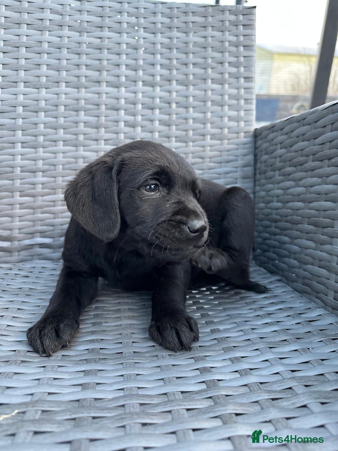 Labrador Retriever dogs for sale: 7 week old fantastic labrador pups  - Advert 6