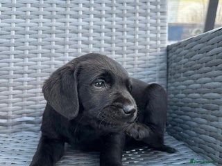 Labrador Retriever dogs 7 week old fantastic labrador pups - Advert 12