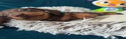 Miniature Dachshund dogs for sale: 🐾 Beautiful Miniature Dachshund Puppies  - Advert 21