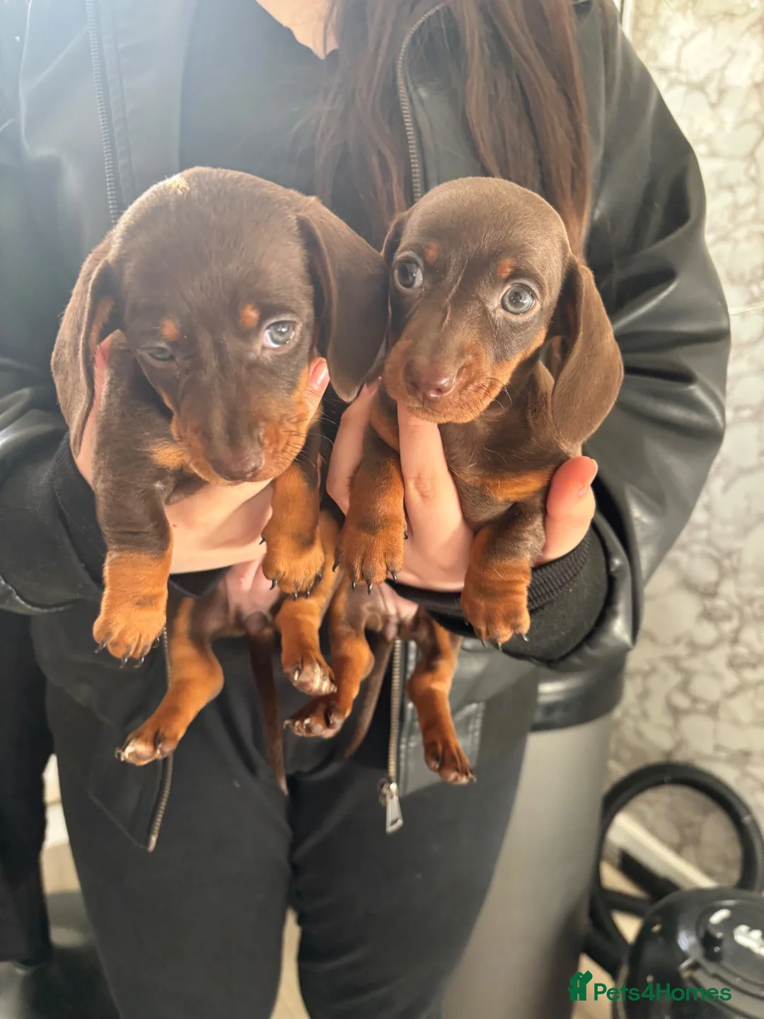 Dachshund dogs for sale: 4 beautiful chocolate dachshund puppy’s  - Advert 15