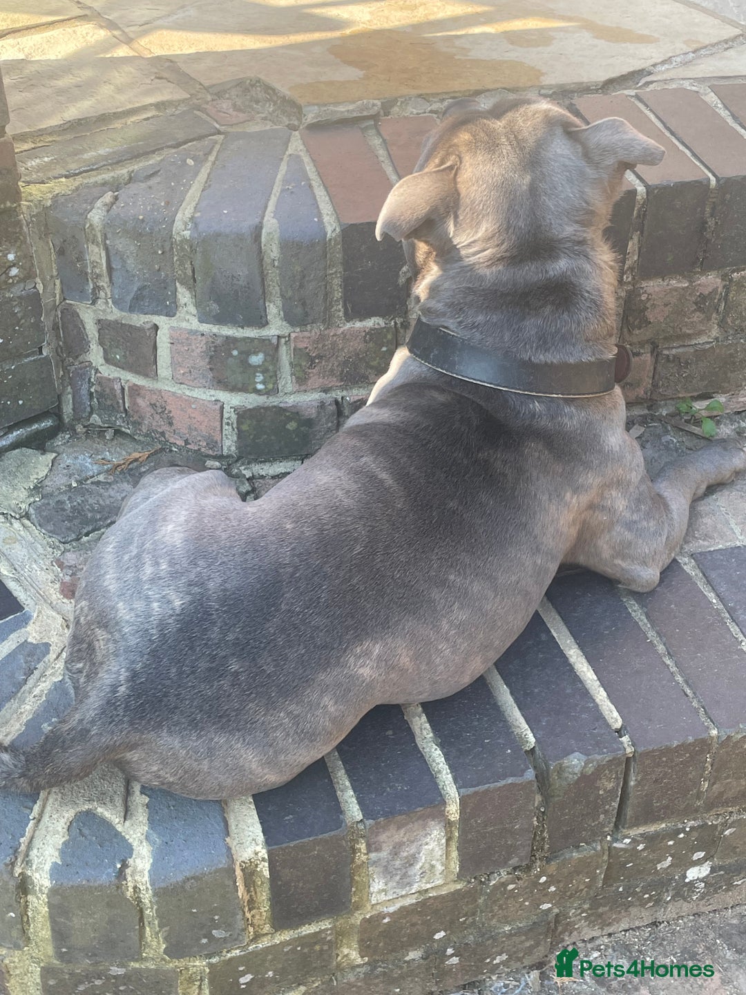 Staffordshire Bull Terrier dogs for stud: King Billy-boy  - Image 2