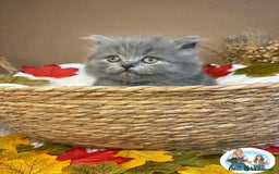 British Shorthair cats for sale: 3 British short hair / long hair kittens  - Image 16