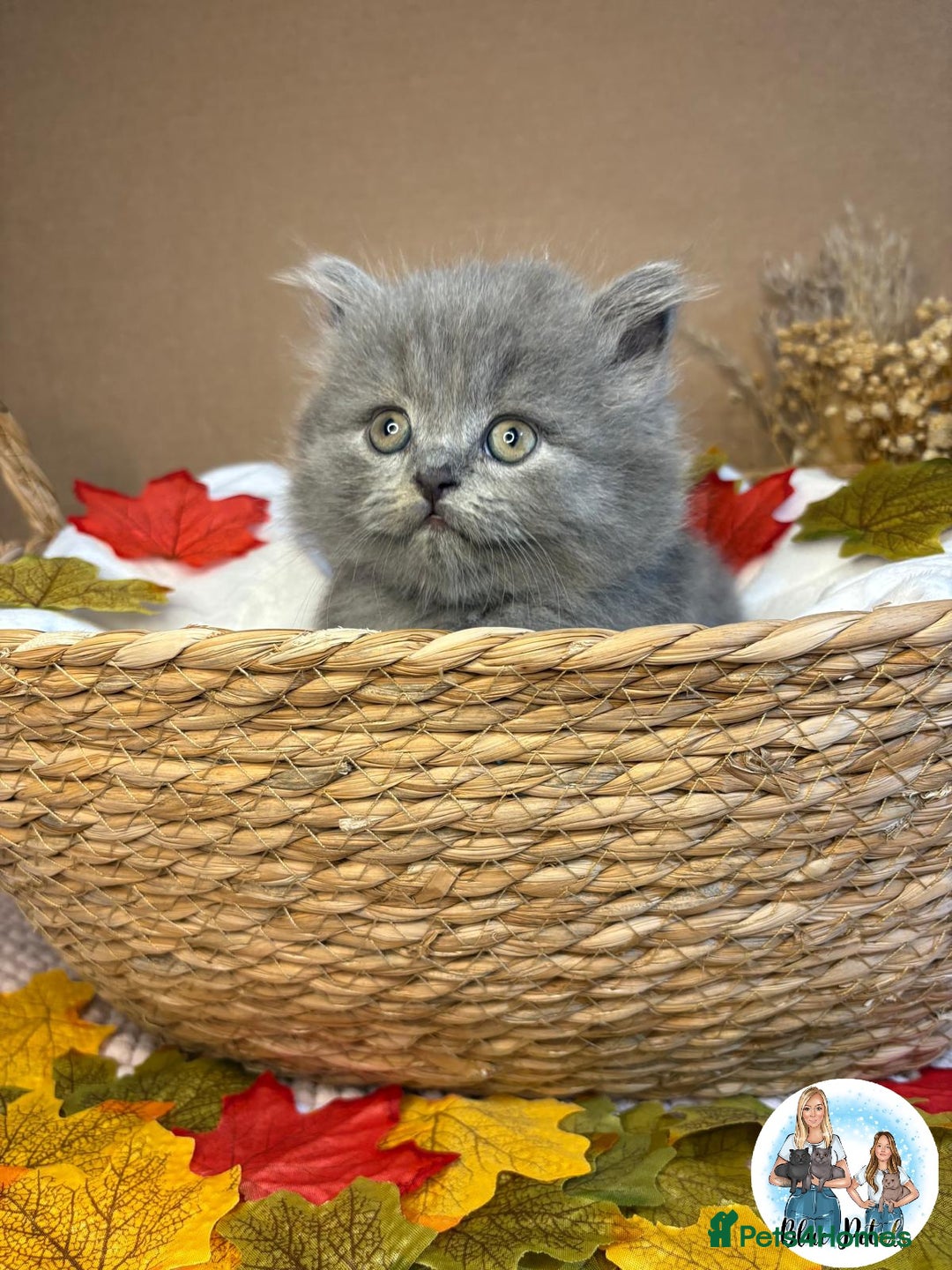 British Shorthair cats for sale: 3 British short hair / long hair kittens  - Image 16