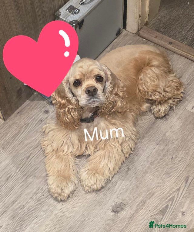 American Cocker Spaniel dogs American cocker spaniel girl  - Advert 1