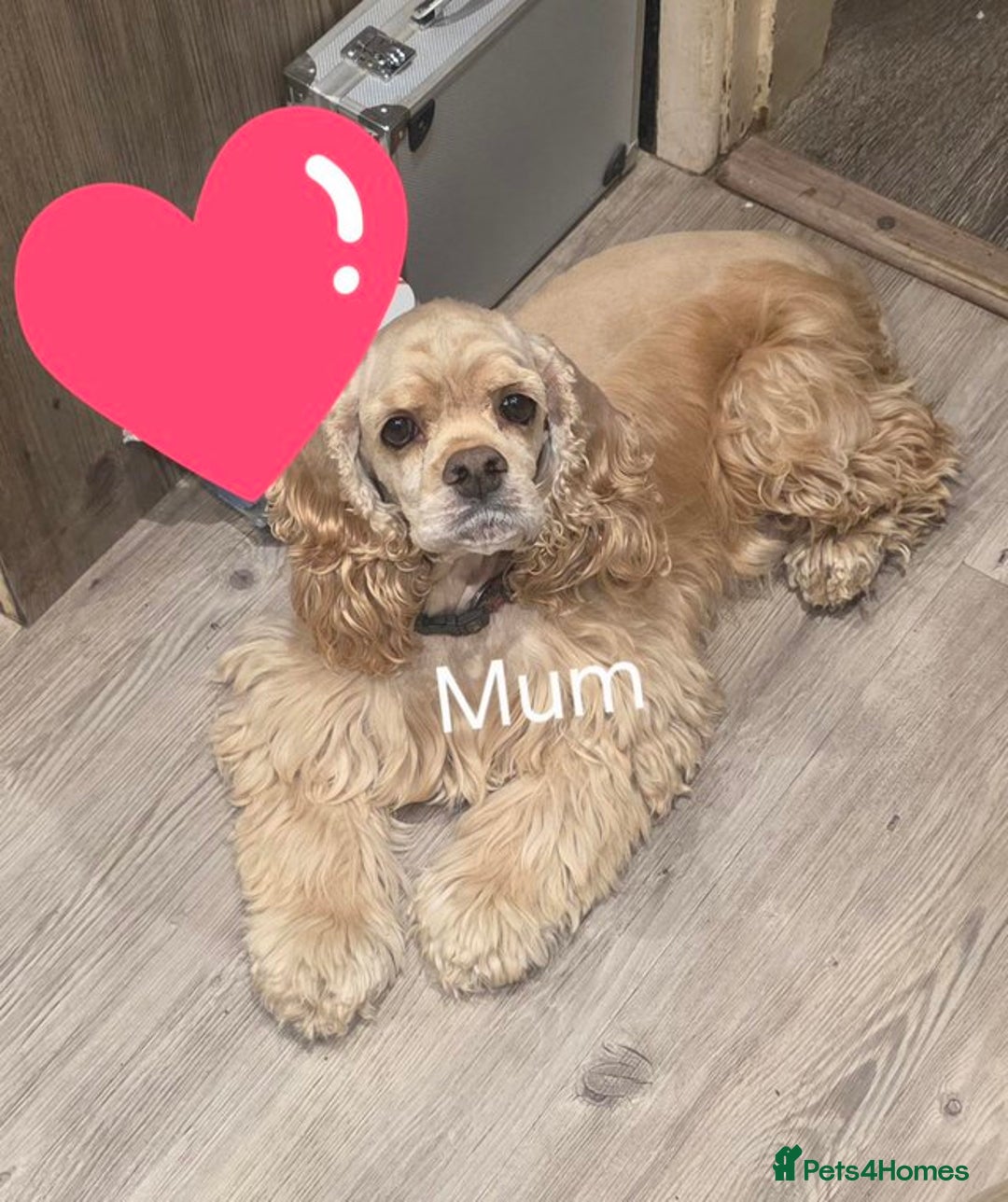 American Cocker Spaniel dogs for sale: American cocker spaniel girl  - Advert 1