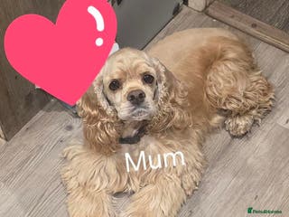 American Cocker Spaniel dogs American cocker spaniel girl - Advert 1