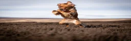 Golden Retriever dogs for sale: KC reg working golden retriever boys  - Advert 17