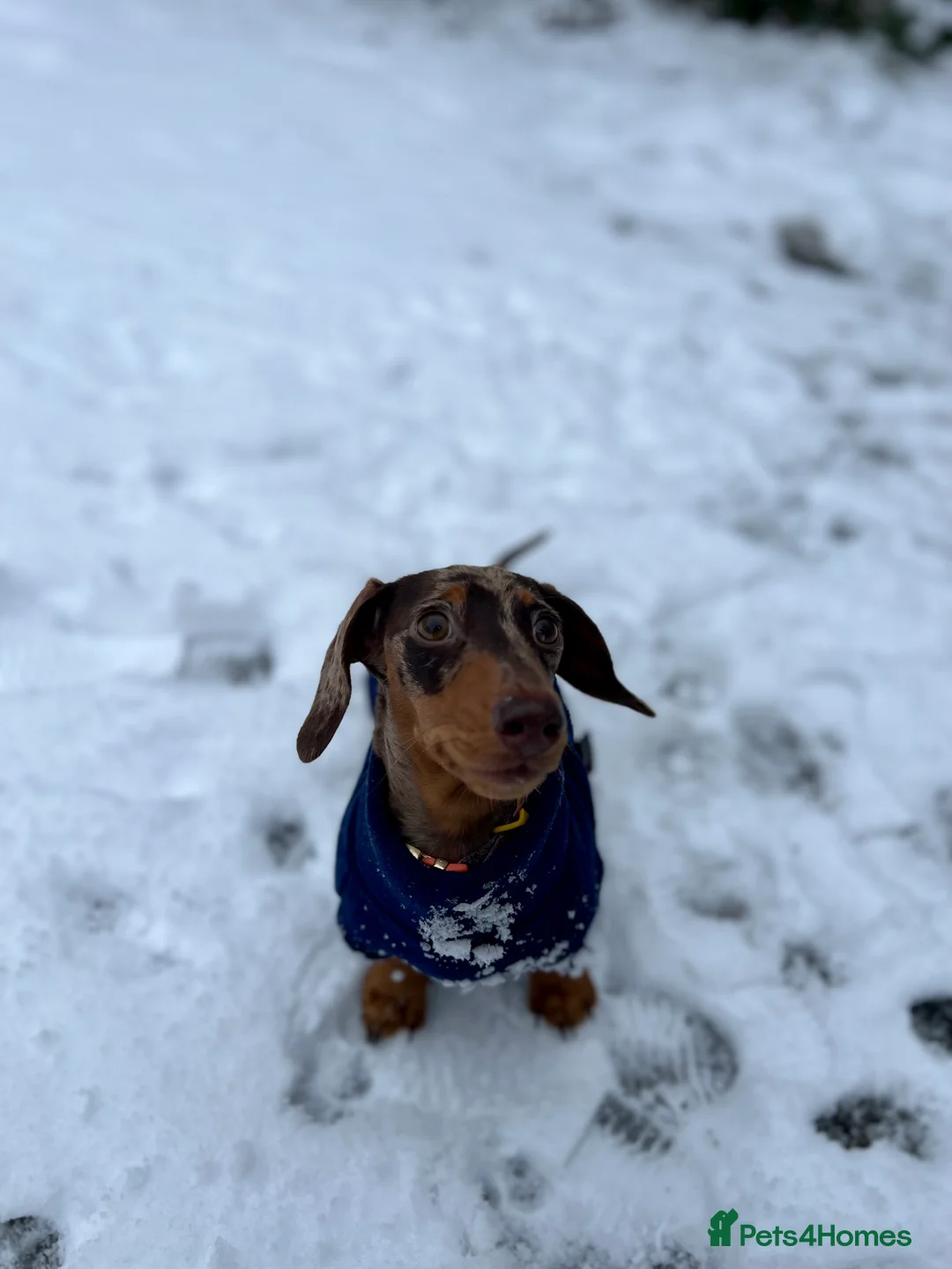 Miniature Dachshund dogs for sale: Hazel seeks new lap - Advert 5