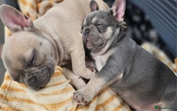 French Bulldog dogs for sale: READY FOR NEW HOME french bulldogs🩷🩷🩵 - Image 3