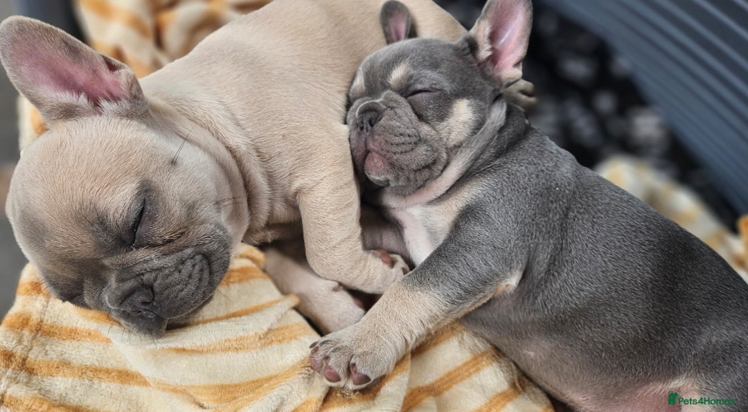French Bulldog dogs for sale: READY FOR NEW HOME french bulldogs🩷🩷🩵 - Image 3