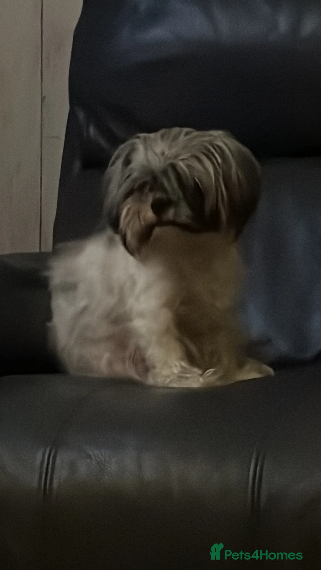 Shorkie dogs for sale: Rehoming  - Advert 2