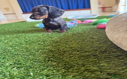 Miniature Dachshund dogs for sale: 5 star licensed Miniature Wire GIRL  - Image 12