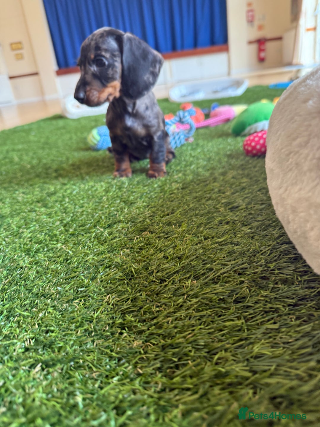 Miniature Dachshund dogs for sale: 5 star licensed Miniature Wire GIRL  - Image 12