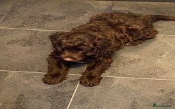 Cockapoo dogs for sale: last F1 boy ready now - Image 18