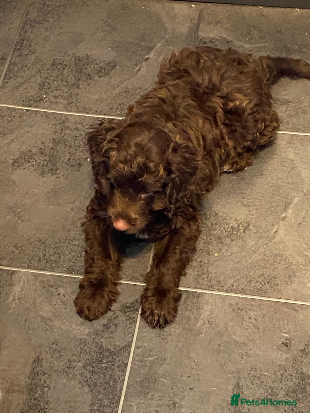 Cockapoo dogs for sale: last F1 boy ready now - Image 18