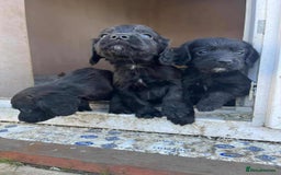 Cocker Spaniel dogs for sale: FTCH MALLOWDALE QUAD x HEATHCROFT KITTY FTCH - Image 2