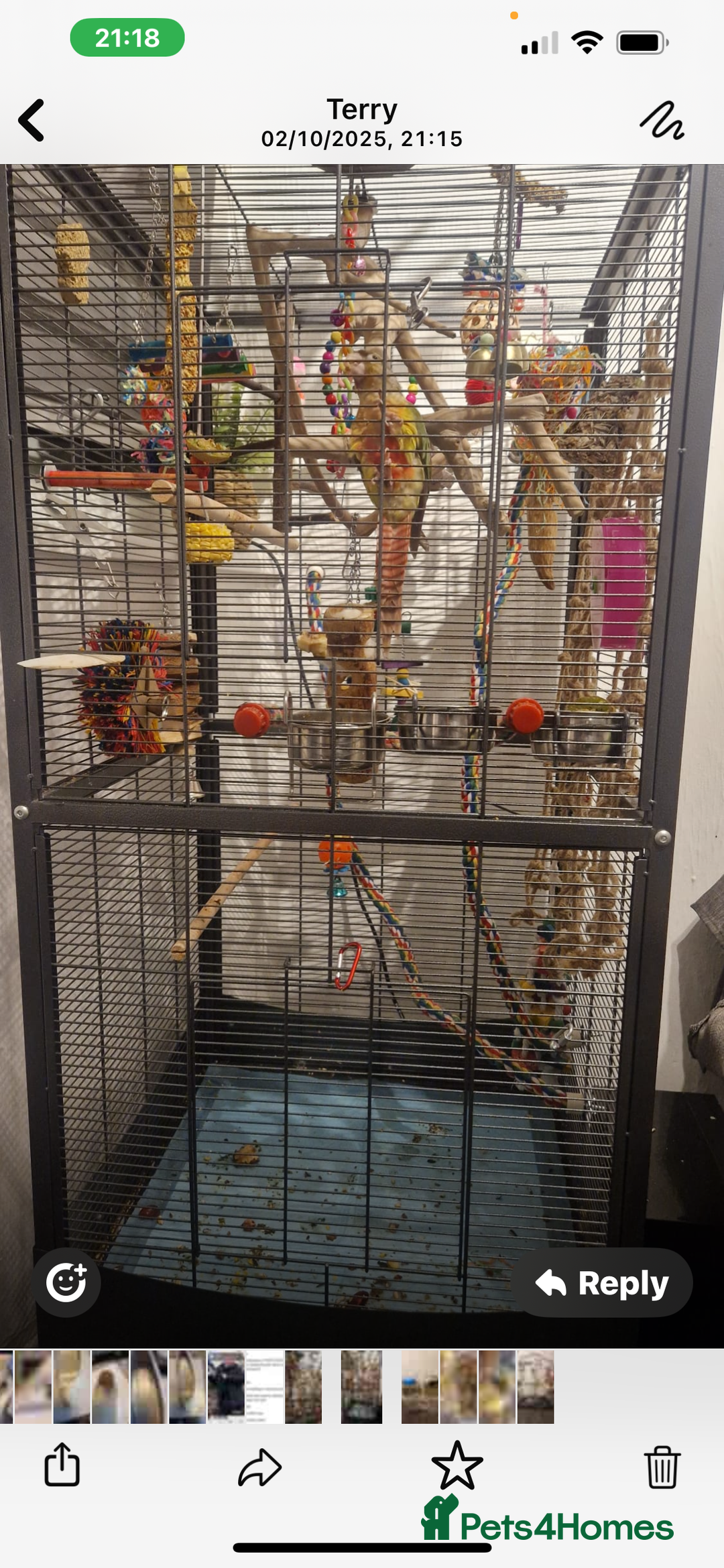 Conures birds for sale: Red pineapple conure  - Image 7