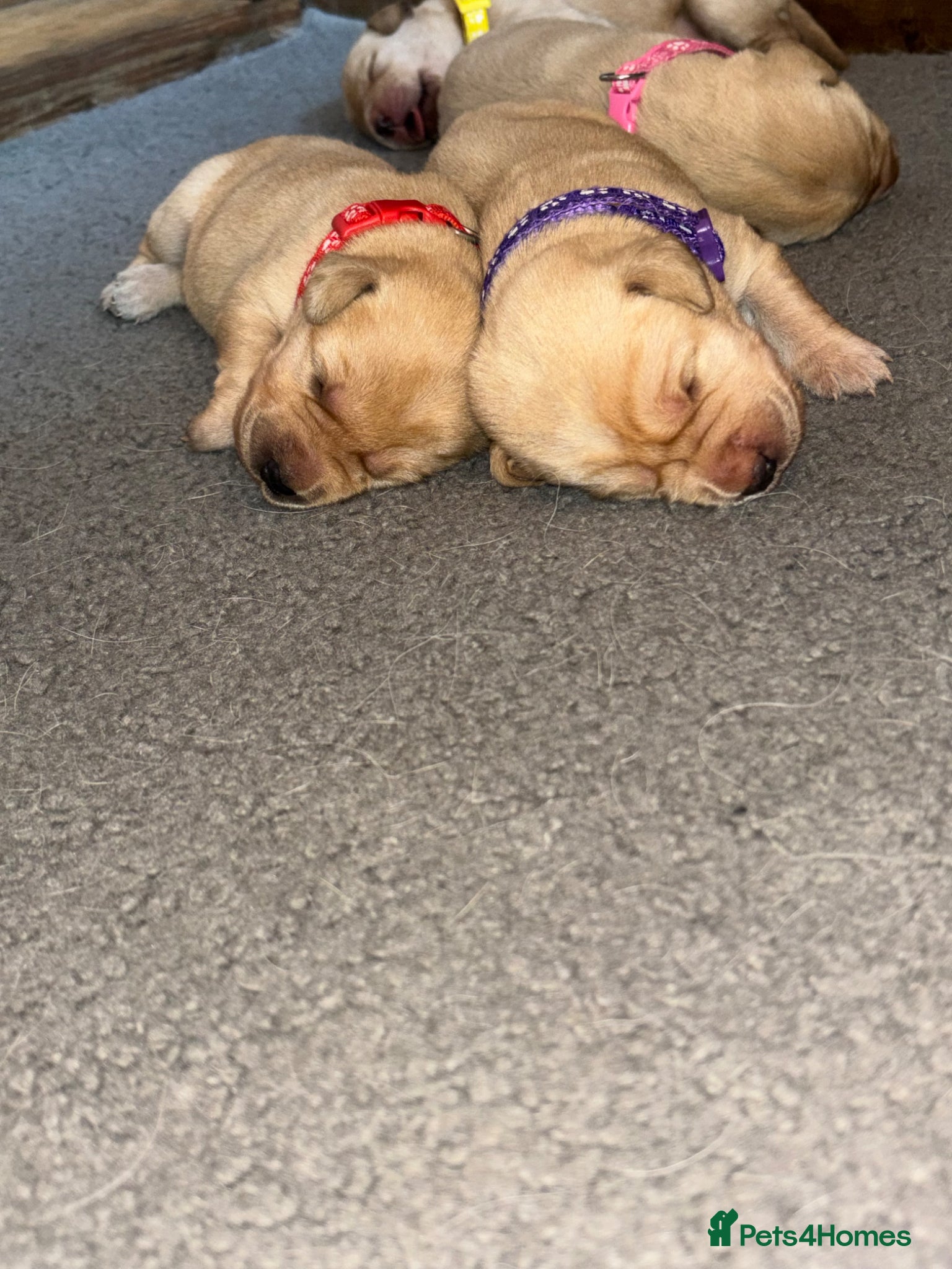 Labrador Retriever dogs for sale: Golden&Cream Kc registered Labrador Retrievers  - Advert 13