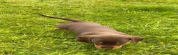 Dachshund dogs for sale: Gorgeous  Dachshund puppies for sale in Dorchester - Advert 9