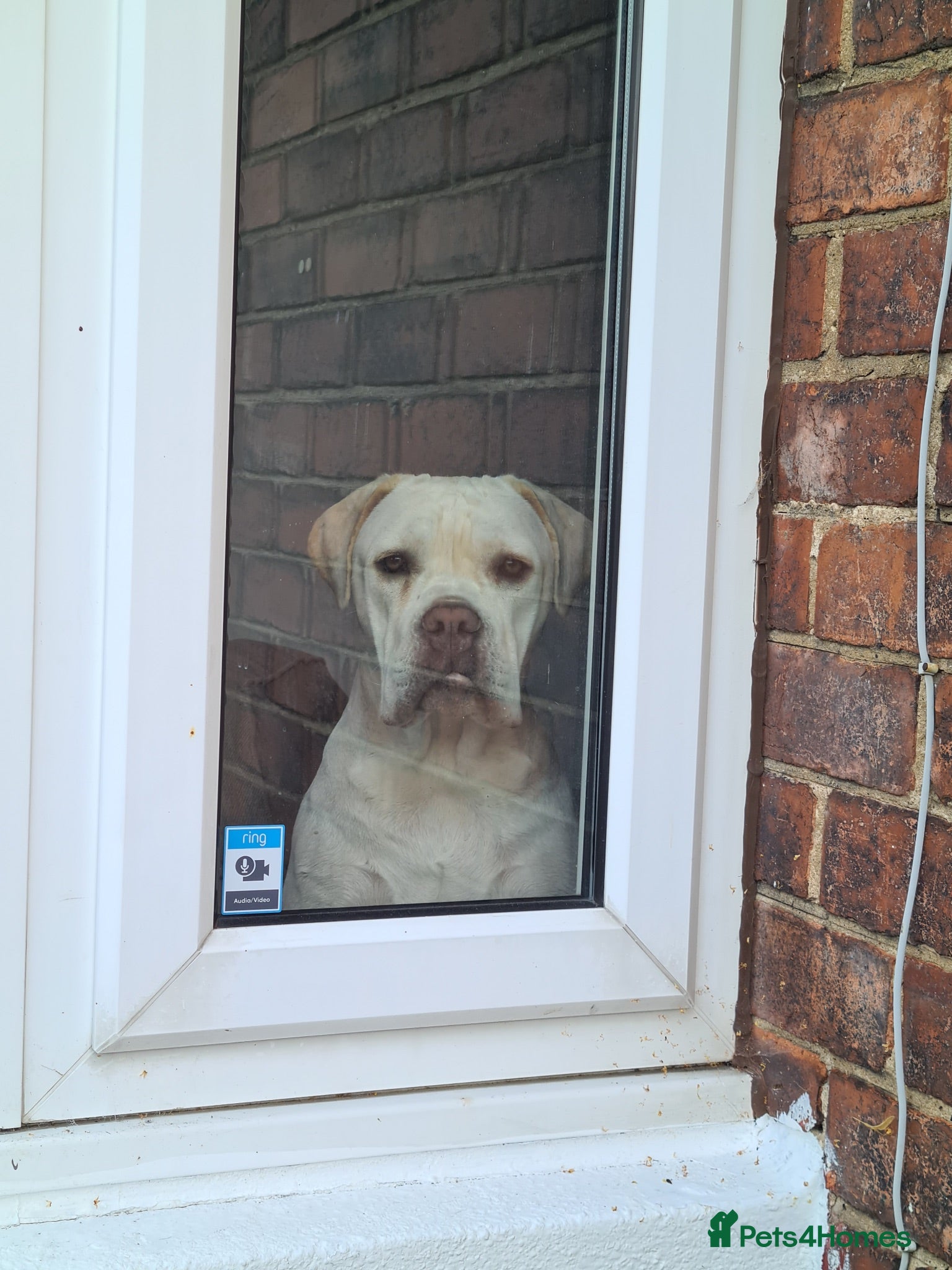 Cane Corso dogs Bessie - Advert 3