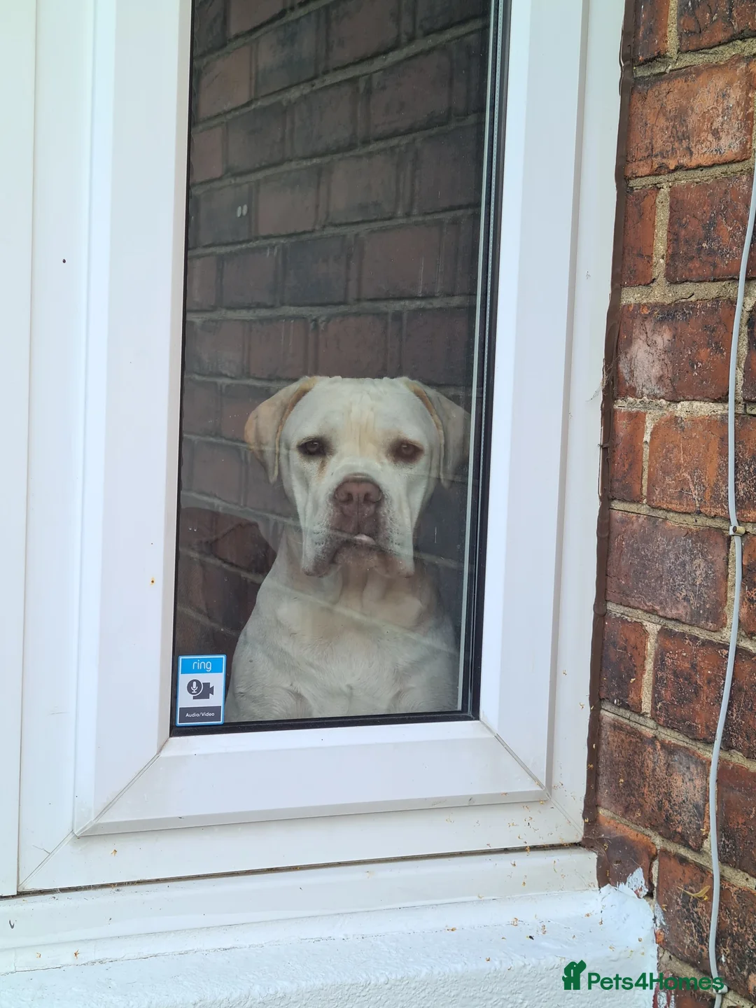 Cane Corso dogs for sale: Bessie - Advert 1