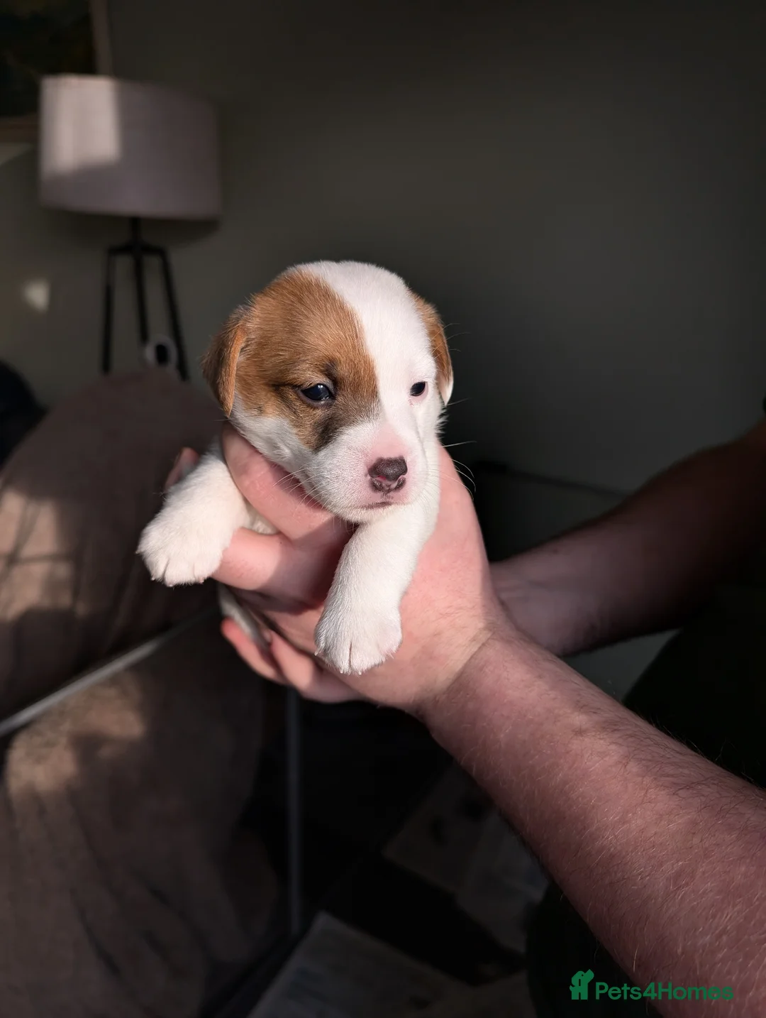 Jack Russell dogs for sale: Jack Russell puppies  - Advert 2