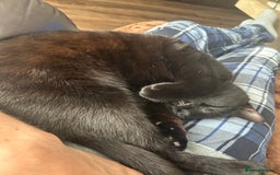 Domestic Shorthair cats for sale: Two cats male and female lovely need loving home  - Image 4