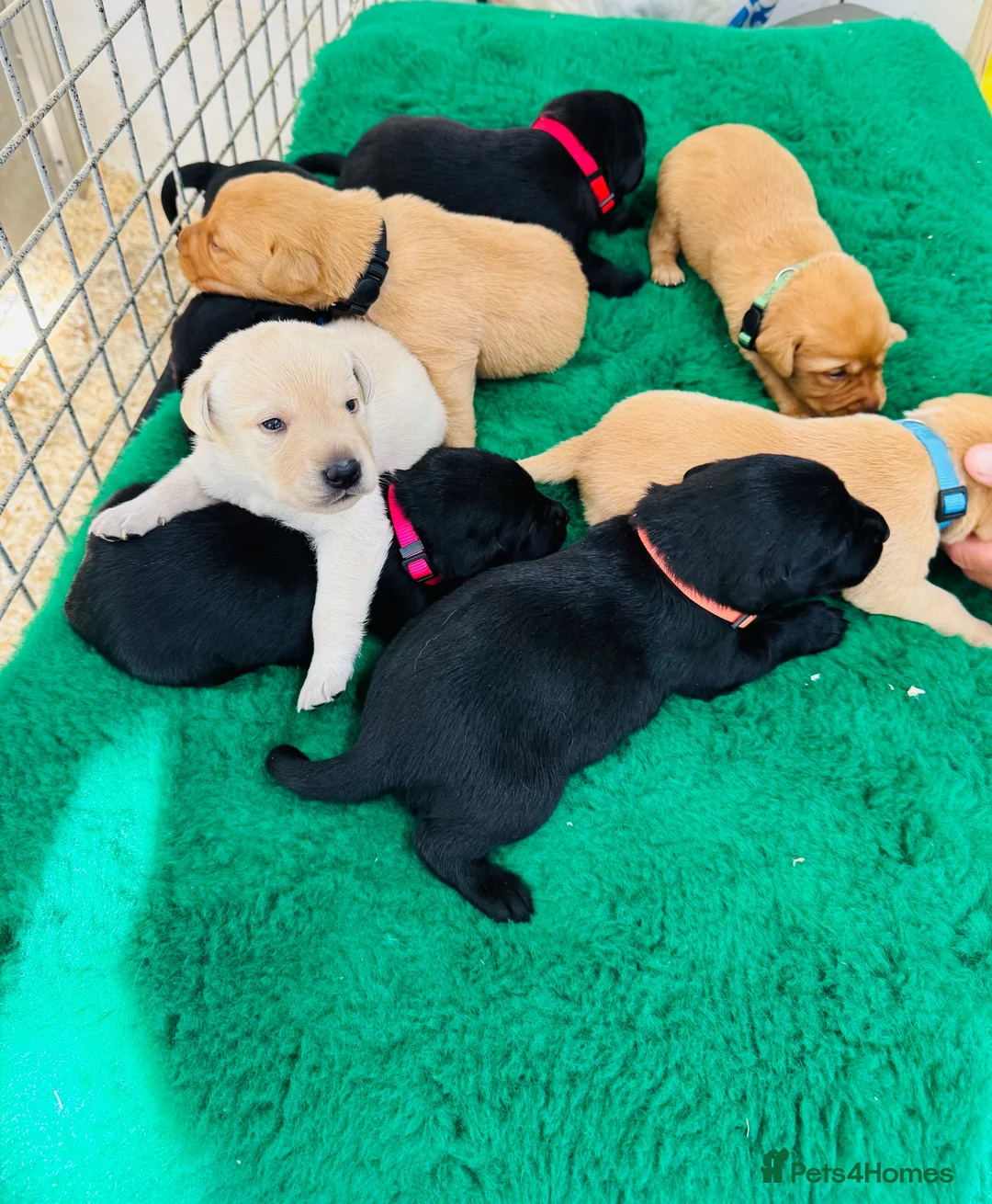 Labrador Retriever dogs for sale: Beautiful Labrador Puppies — Loving Family Home in Hayle - Advert 2