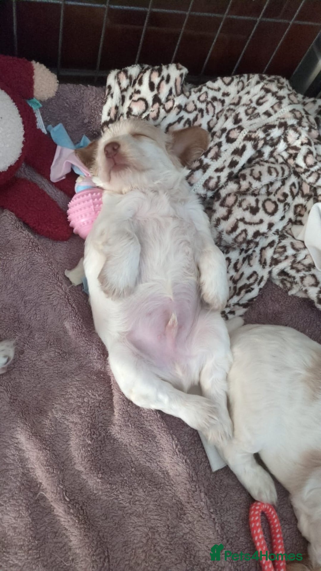 Cocker Spaniel dogs for sale: Gorgeous Cocker Spaniel Puppies - Image 6