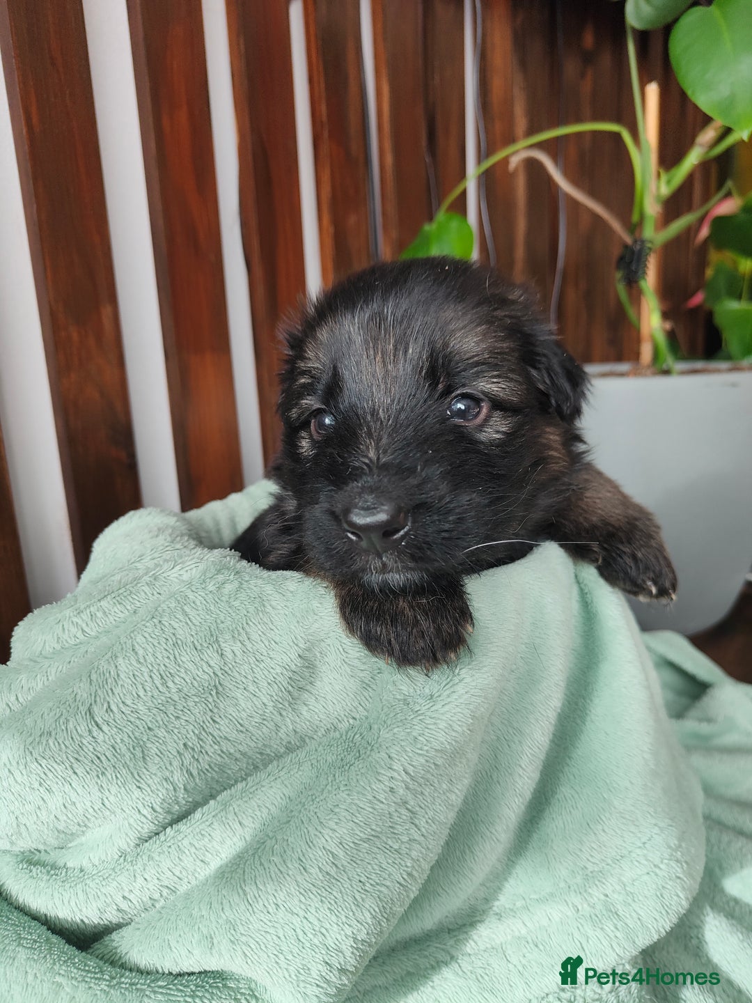 German Shepherd dogs for sale: German shepard puppies for sale - Image 11