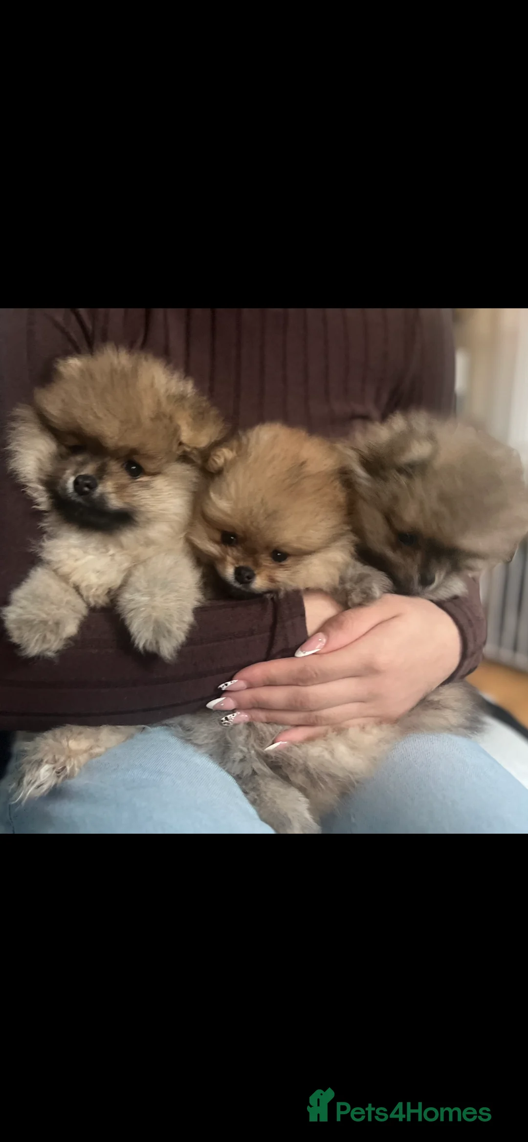 Pomeranian dogs for sale: Russian bloodline pomeranian Kc registered  - Advert 26