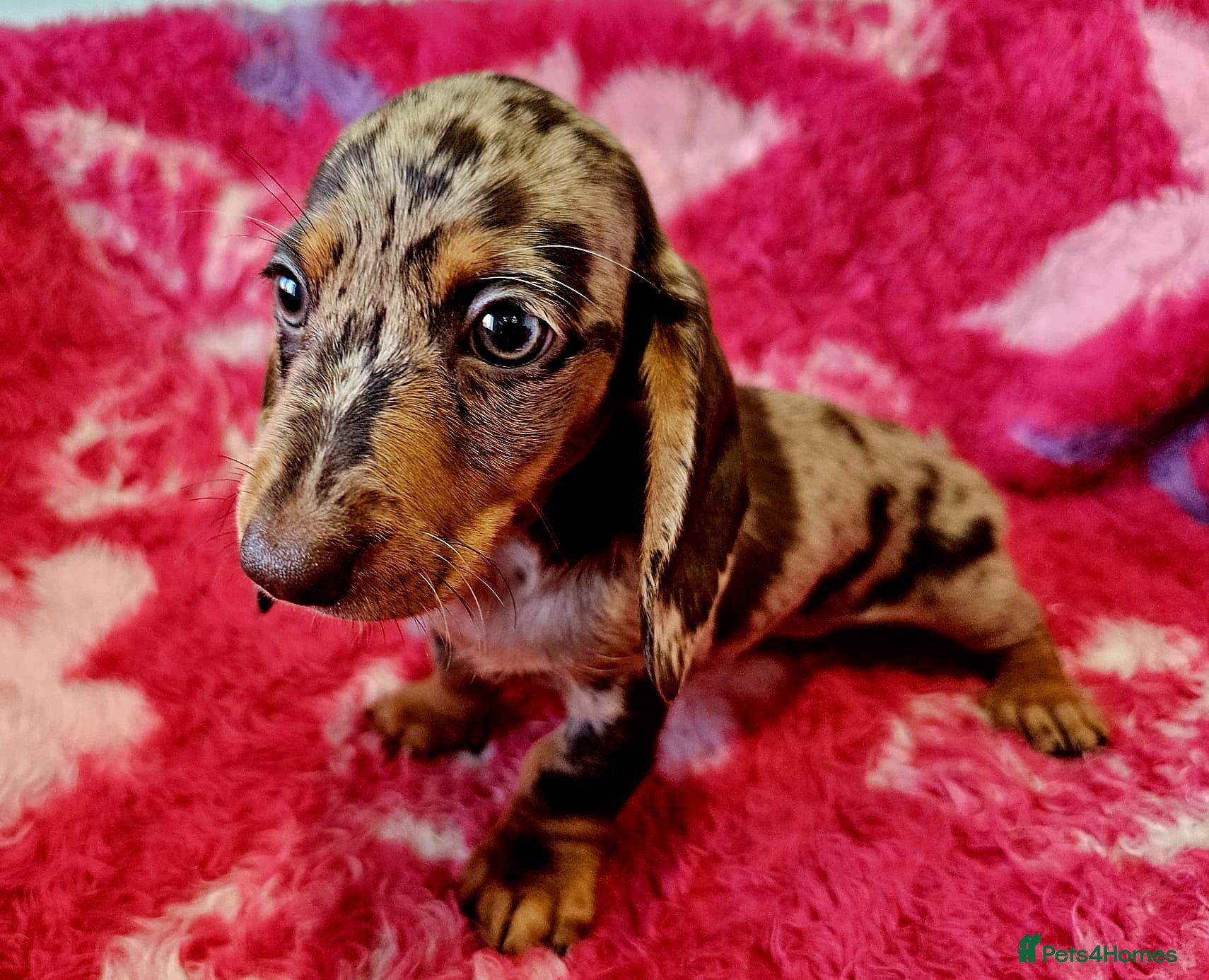 Dachshund dogs Pretty Little Dachshund Puppies - Advert 5