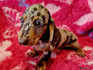 Dachshund dogs Pretty Little Dachshund Puppies - Advert 3