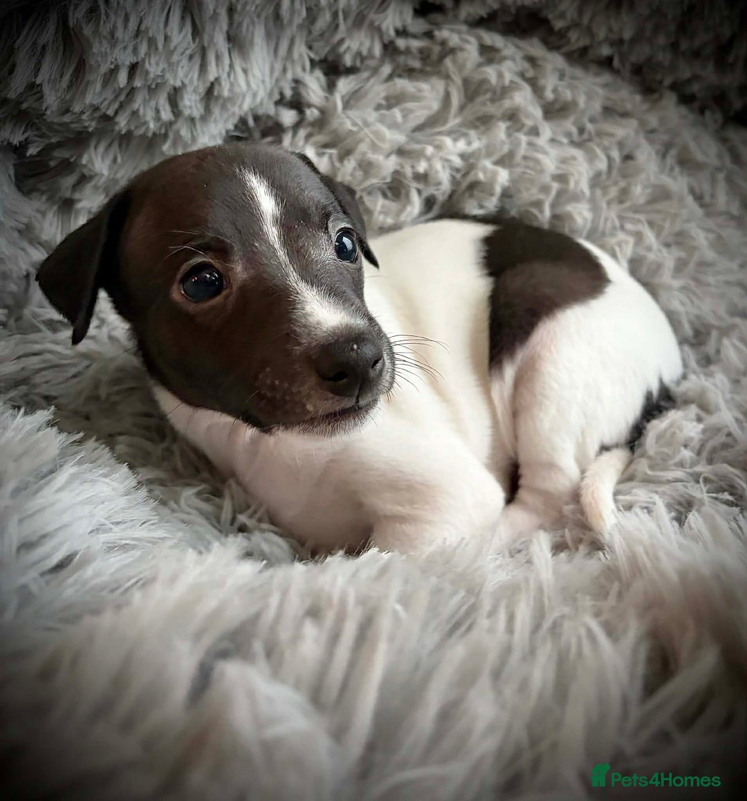 Mixed Breed dogs for sale: Italian Greyhound cross Whippet/Italian Greyhound  - Advert 6