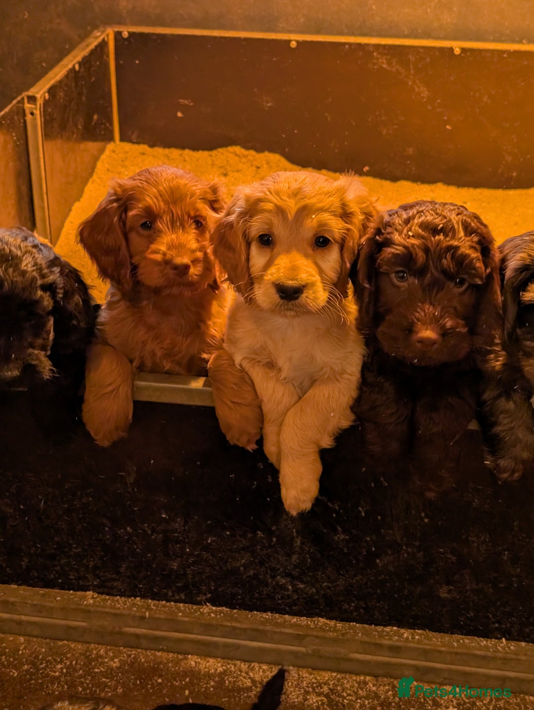 Cockapoo dogs for sale: Gorgeous Cockapoo Puppies For Sale  - Advert 7