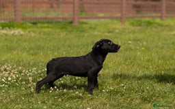 Borador dogs for sale: 🐶 Labrador x Border Collie Puppies – Ready Now!  - Image 9