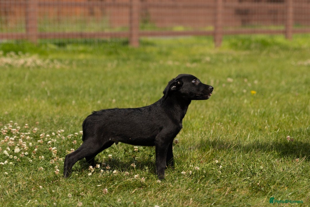 Borador dogs for sale: 🐶 Labrador x Border Collie Puppies – Ready Now!  - Image 9