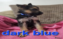 German Shepherd dogs for sale: German Shepherd puppies - Image 14
