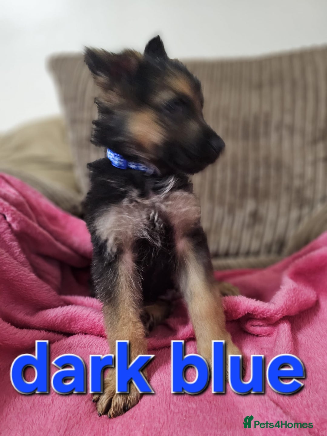 German Shepherd dogs for sale: German Shepherd puppies - Image 14