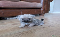 Mixed Breed dogs for sale: ShiChi - Image 6